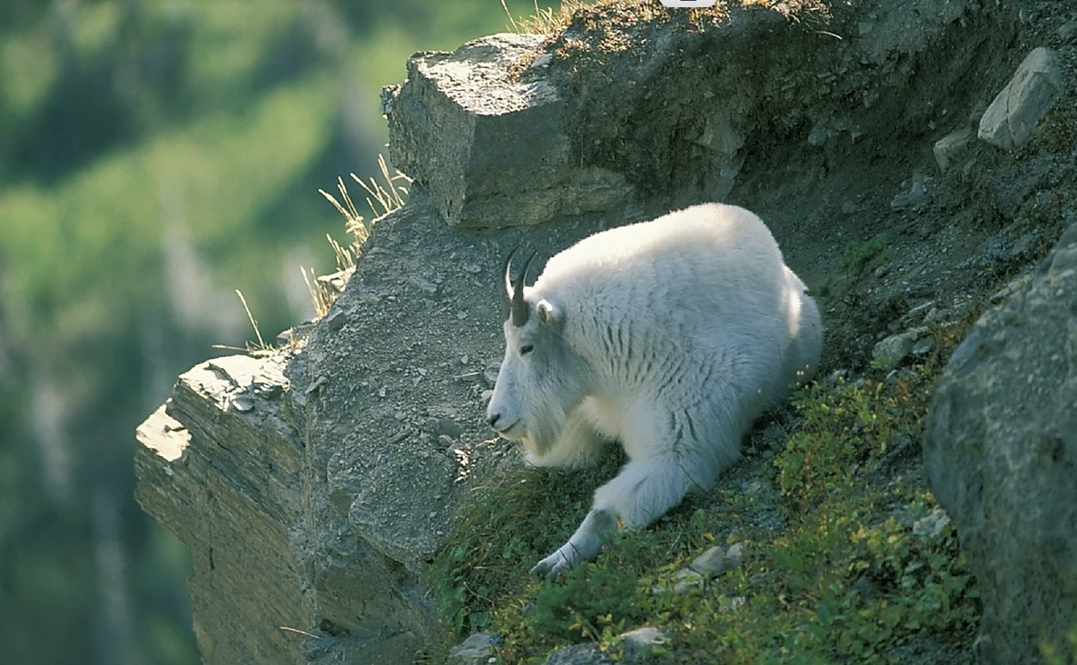 B.C. Trophy Hunting Guide | Top BC Hunting Outfitter & Guide Service