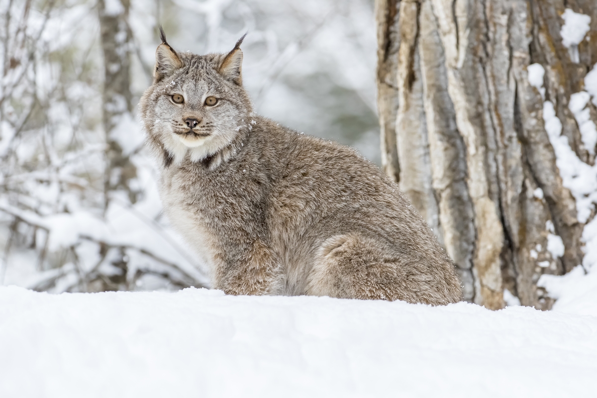 British Columbia Lynx Hunts - Telkwa River Outfitters